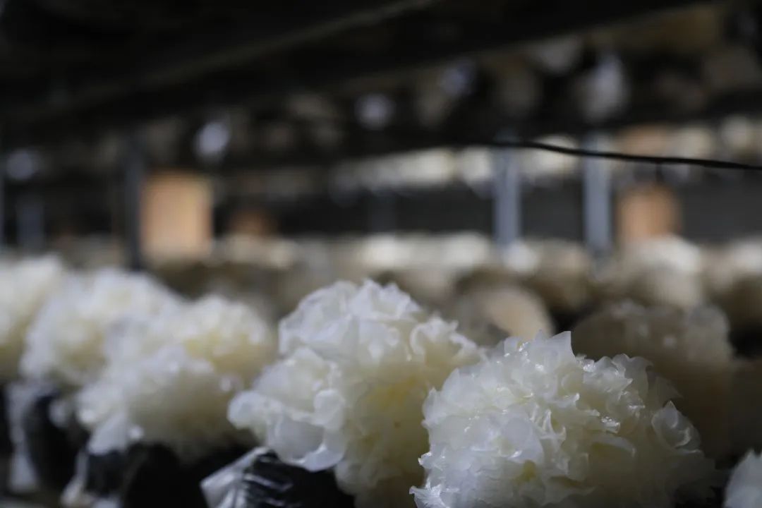 中國美容博覽會 中國美容博覽會